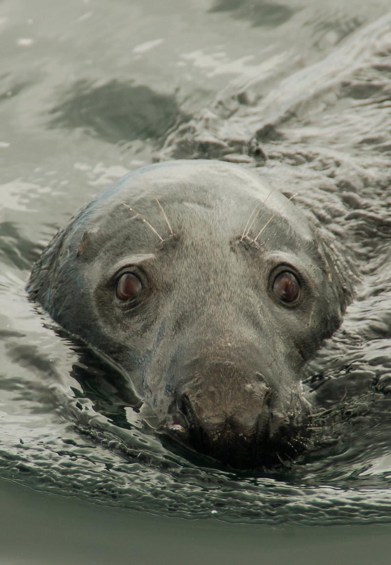 Foto Seehundekopf